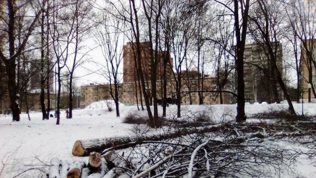 В Москве задержали участников встречи с местным самоуправлением по поводу вырубки деревьев